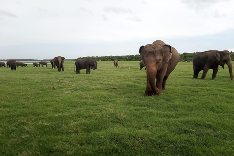 Von Colombo aus: Sigiriya / Dambulla &amp; Safari Tagestour