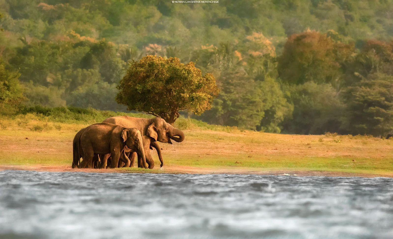 Minneriya National Park: Private Jeep-Safari und geführte Kajak-Tour