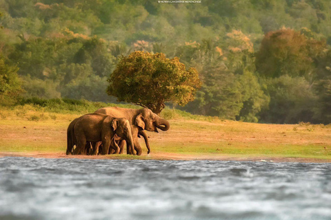 Minneriya: Private Jeep Safari & Guided Kayak Experience