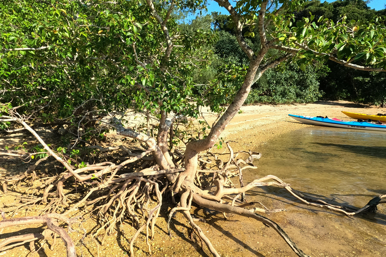 Okinawa: Private Kayak Mangrove or Reef with Native EnglishOkinawa: Private Kayak Tour with English-Speaking Guide
