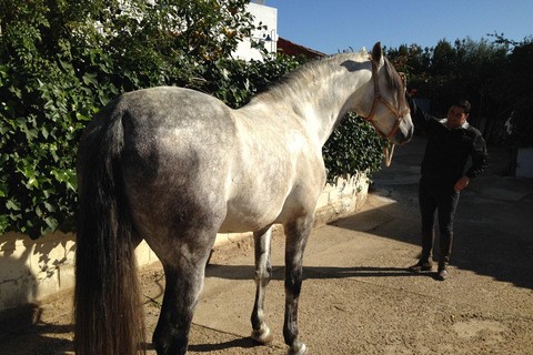Andalusian experience in Seville: Olive Oil Mill, Stud Farm, and Traditional Breakfast. Andalusian experience in Seville: Almazara, Yeguada, and traditional breakfast.