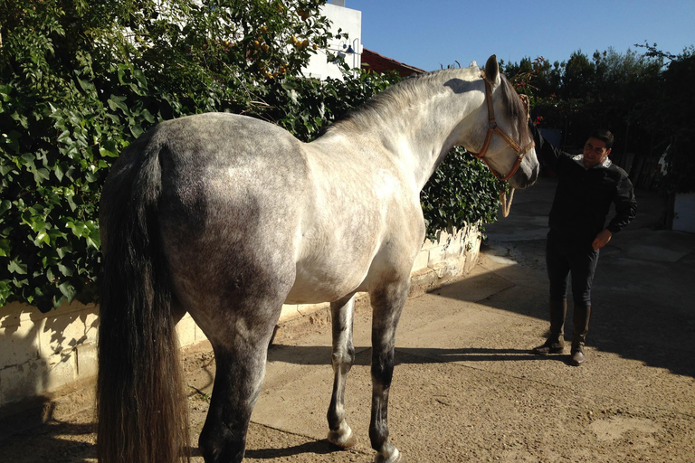 Andalusian experience in Seville: Olive Oil Mill, Stud Farm, and Traditional Breakfast. Andalusian experience in Seville: Almazara, Yeguada, and traditional breakfast.
