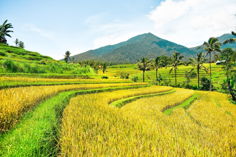 North of Bali: Private Tour with UNESCO World Heritage site Private Tour : Ticket Included