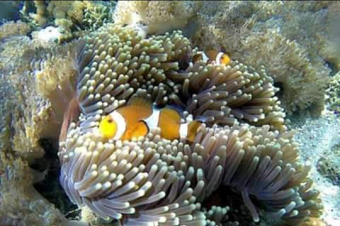 Excursion d&#039;une journée avec plongée en apnée Gili Layar/Gili Gede&amp;Gili Rengit