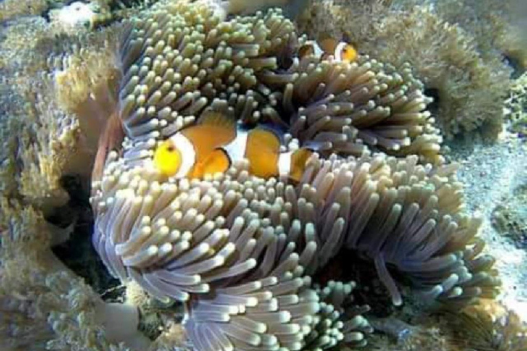 Excursion d&#039;une journée avec plongée en apnée Gili Layar/Gili Gede&amp;Gili Rengit