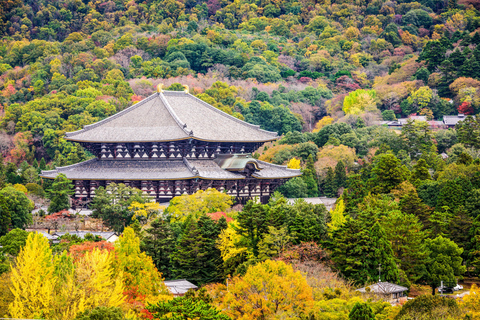Nara Revealed: Ancient Temples, Sacred Deer & Local Stories