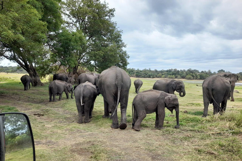 From Sigiriya: Private Safari Tour with Hotel Transfer