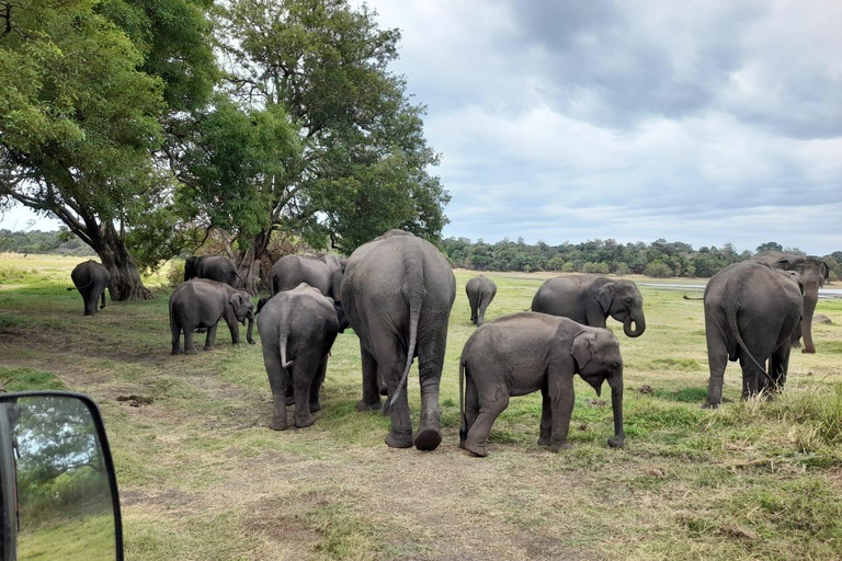 From Sigiriya: Private Safari Tour with Hotel Transfer