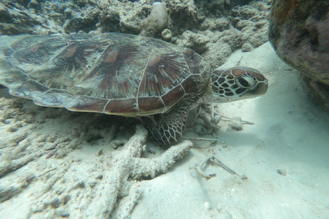 Dagstur Snorklingsresa Gili Layar/Gili Gede&amp;Gili Rengit