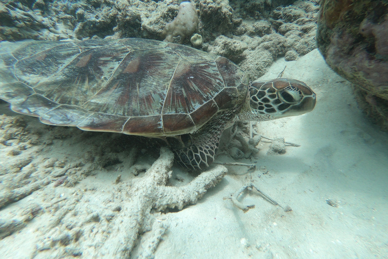 Escursione giornaliera Snorkeling Gili Layar/Gili Gede&amp;Gili Rengit