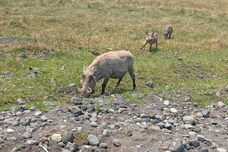 Ngorongoro Crater Day Trip- Full Game Drive