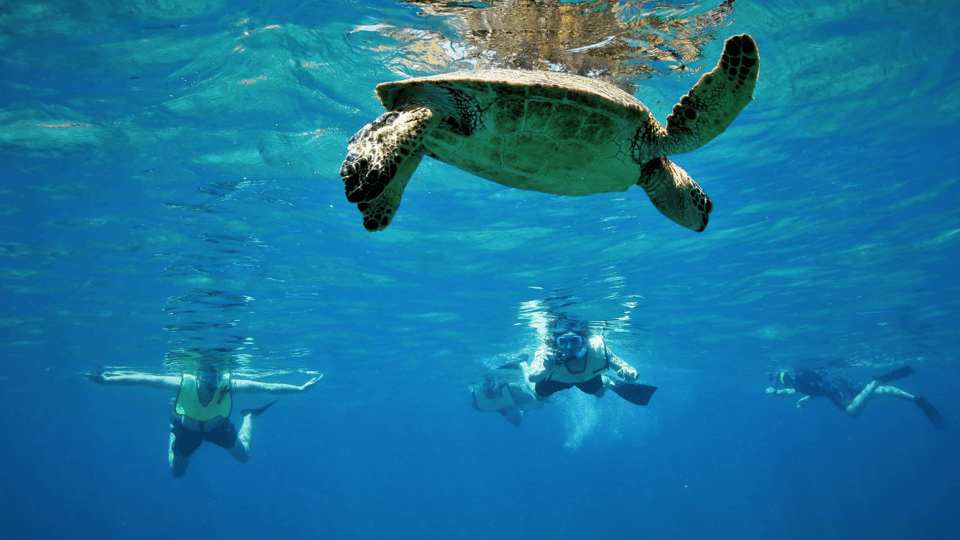 Snorkeling in Aqaba Red Sea | GetYourGuide