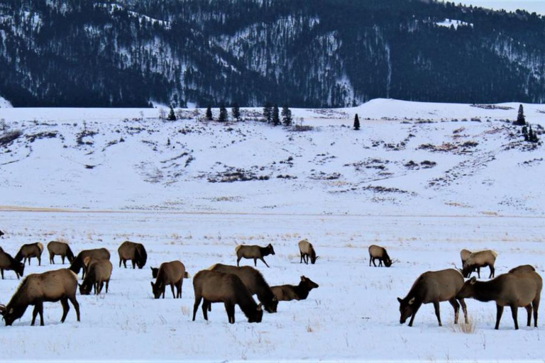 Jackson Hole: National Elk Refuge Sleigh Ride