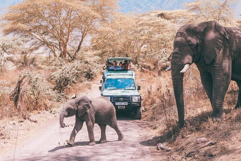 Au départ de Zanzibar : 2 nuits et 1 jour PARC NATIONAL DE MIKUMI ( 3 JOURS )