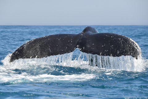 Yzerfontein: Expedição de observação de baleias jubarte