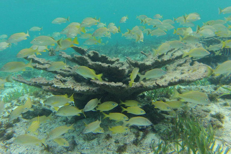 Van Riviera Maya: Isla Contoy & Isla Mujeres Volledige dagtourOphalen van Cancun