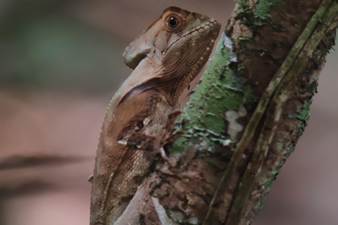 Visite du parc national de Manuel Antonio.