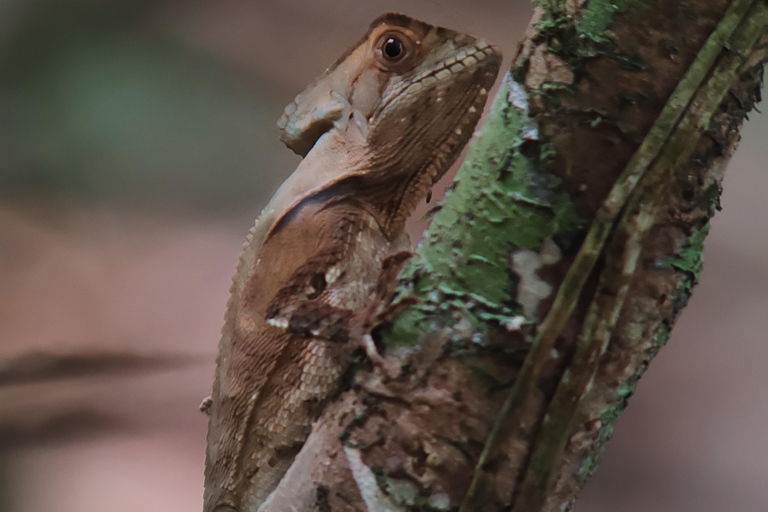 Excursión al Parque Nacional de Manuel Antonio.