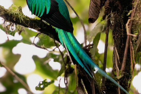 San José: Irazú Volcano and Quetzal Adventure