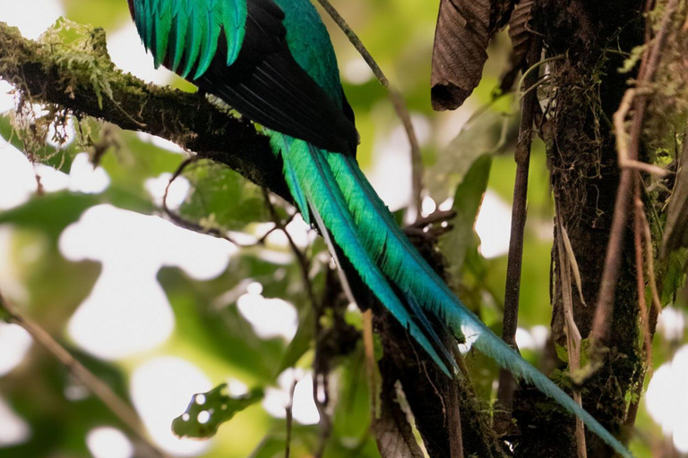 San José: Irazú Volcano and Quetzal Adventure