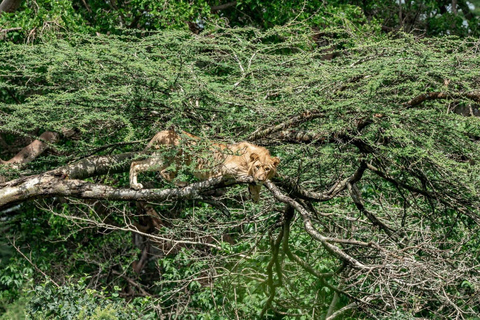 Nairobi: passeio de meio dia no Parque NacionalNairobi: tour privado de meio dia no Parque Nacional