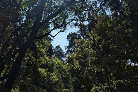 Tagestour im Suba-Park – Alte Wälder, Wildtiere &amp; NaturwanderungenTagestour im Suba Park – Alte Waldtiere &amp; Naturwanderungen