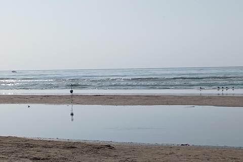 Dhofar: Salalah City and East Salalah Private Tour