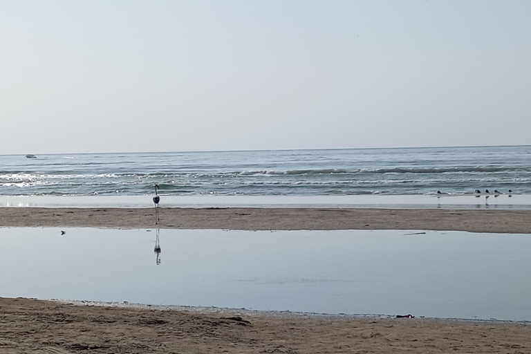 Dhofar: Salalah City and East Salalah Private Tour