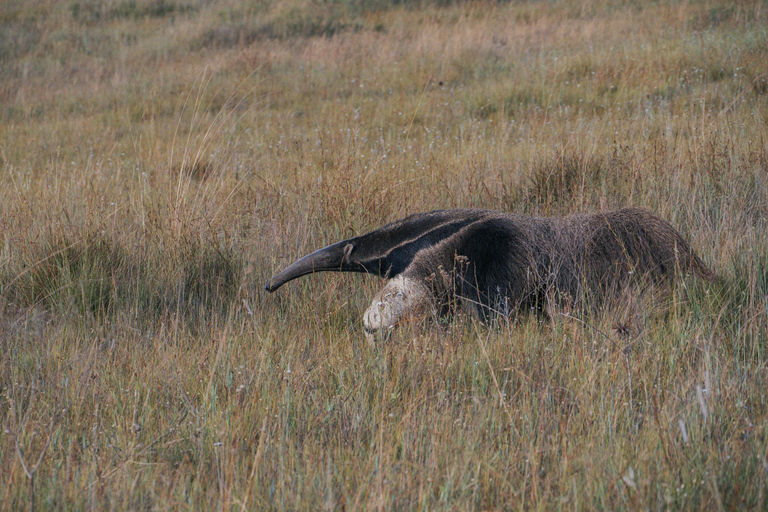 From São Paulo: 5-Day Serra da Canastra Wildlife Safari