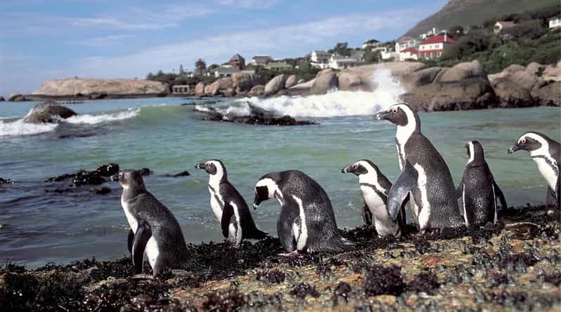 Cidade do Cabo: Praia Boulders, Kirstenbosch e Constantia