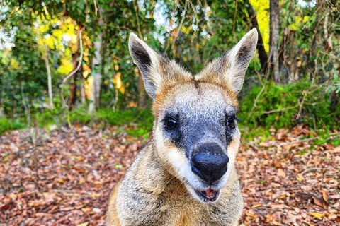 Bribie Island: 4WD, Kayak, and WWII Bunker TourÎle Bribie : 4x4, kayak et visite d&#039;un bunker de la Seconde Guerre mondiale