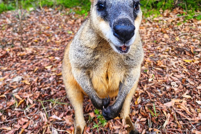 Bribie Island: 4WD, Kayak, and WWII Bunker TourÎle Bribie : 4x4, kayak et visite d&#039;un bunker de la Seconde Guerre mondiale