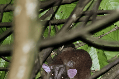 Monteverde: Cloud Forest Night Tour with Pablo