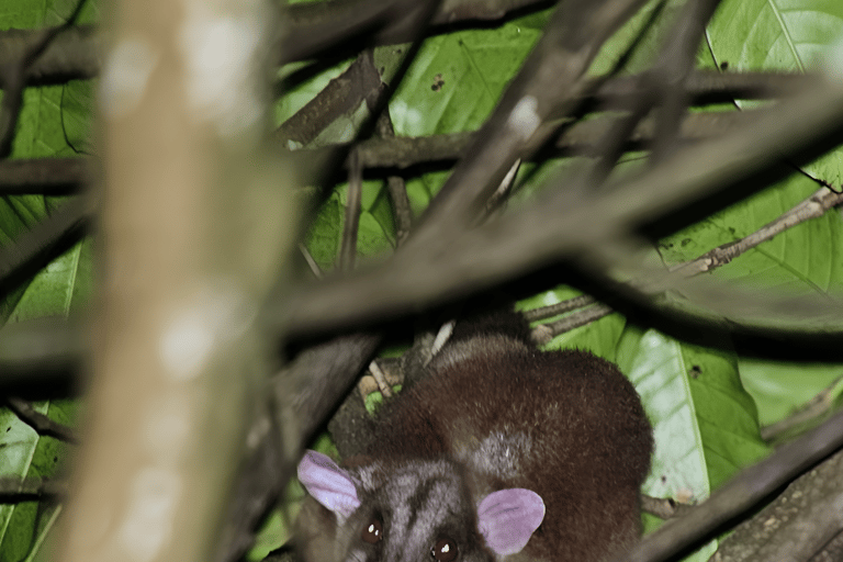 Monteverde: Cloud Forest Night Tour with Pablo