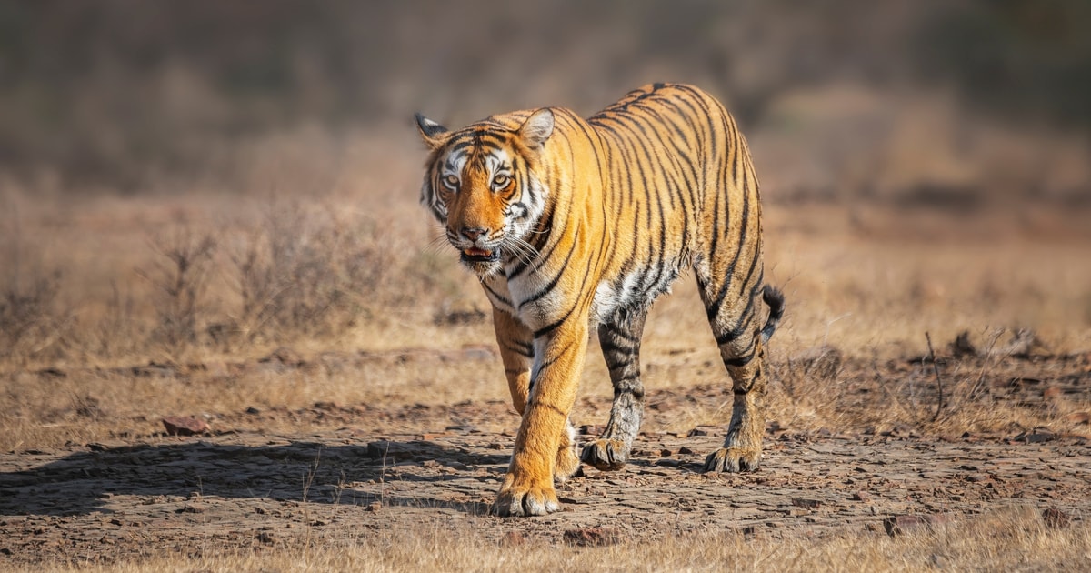 From Delhi Day Golden Triangle Ranthambore Tiger Safari Getyourguide