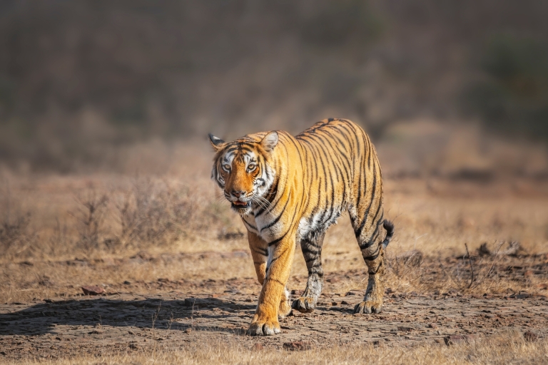 Vanuit Delhi: 4-daagse Golden Triangle & Ranthambore Tiger SafariOptie 1: Auto + Gids