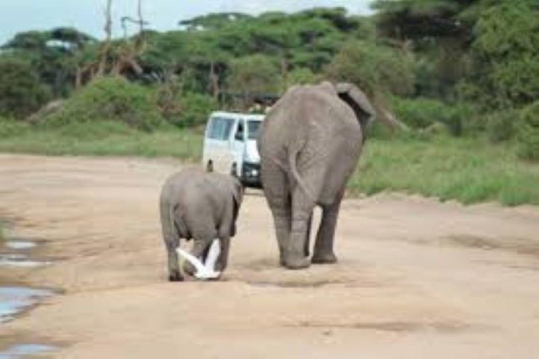 Nairobi: Amboseli National Park Day Tour with Lunch Amboseli National Park Day Trip with lunch private tour.