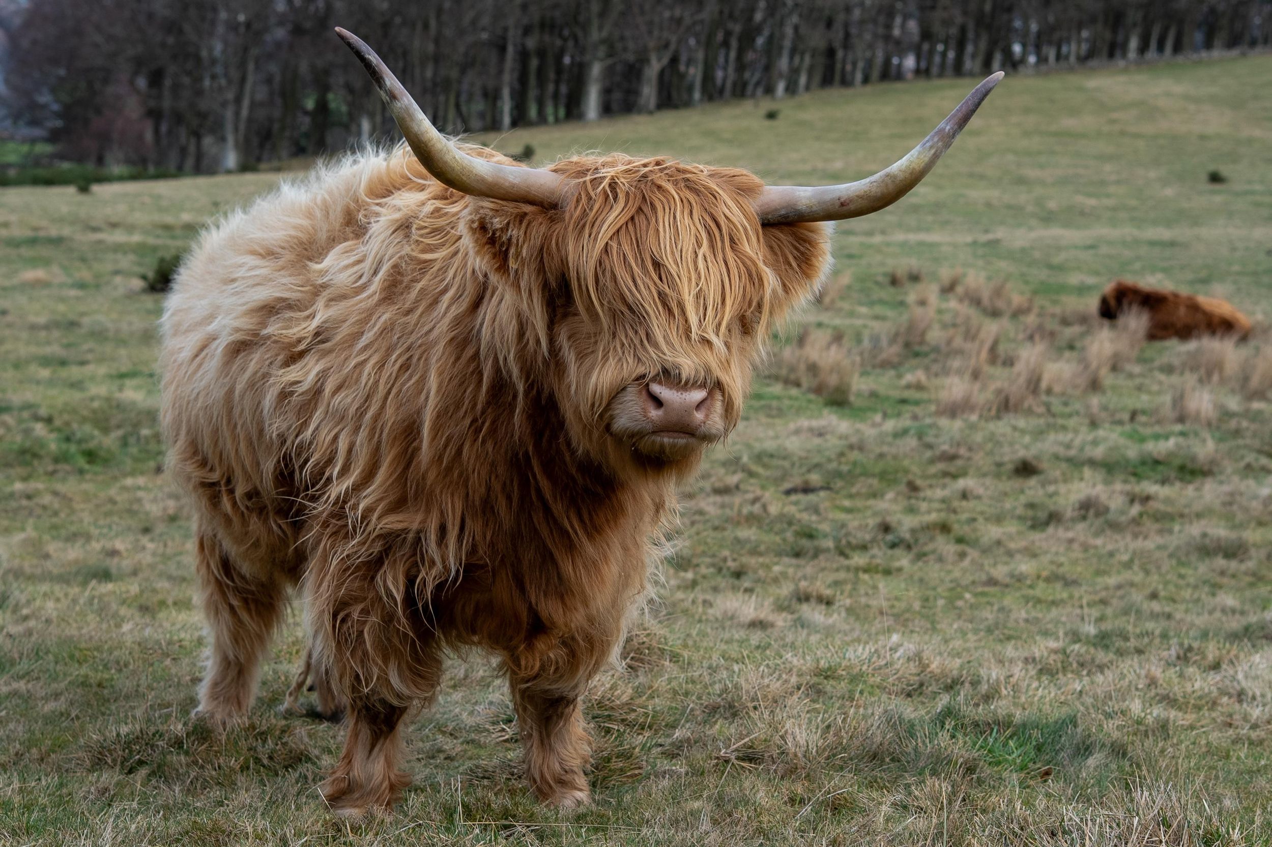Edinburgh: Wanderung mit Highlandrindern mit Blick auf die Stadt
