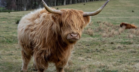 Edinburgh: Highland Cow Hike in Edinburgh