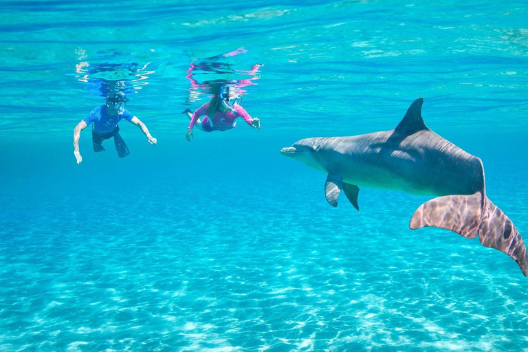 Hurghada or Makadi: Discover the Magic of Dolphin House Pickup from Makadi