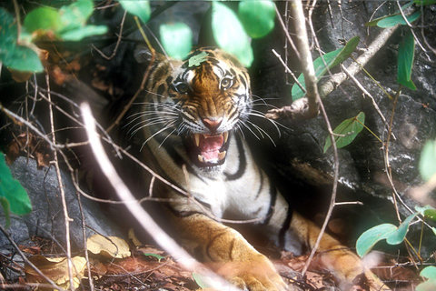 From Kolkata: Sundarbans 3-Day Tour with Boat Safari & Meals