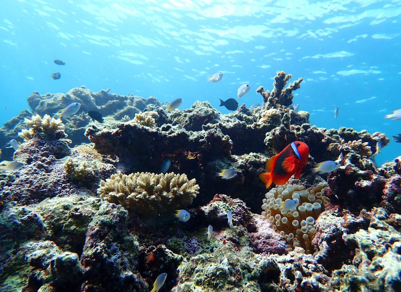 Ishigaki: Mangrove SUP eller kano & snorkling ved Phantom Island