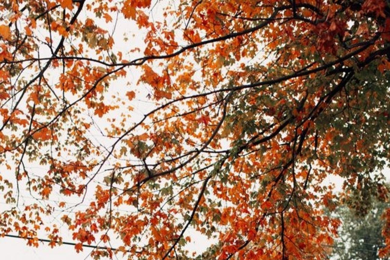 Nashville : Best Street Food Tour With A Local GuideNashville : 3 Hours Small Group Food Tasting Walking Tour