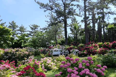 Jeju Occidental y Meridional: Excursión al Festival de la Hortensia