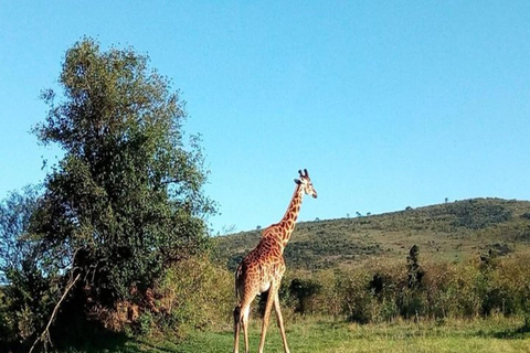 Nairobi: Safari de 3 dias em Samburu, Shaba e Buffalo Springs