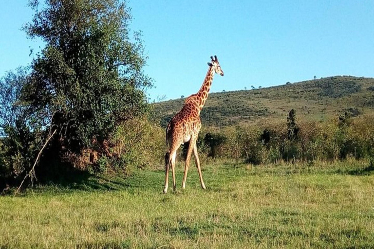 Nairobi: Safari de 3 dias em Samburu, Shaba e Buffalo Springs