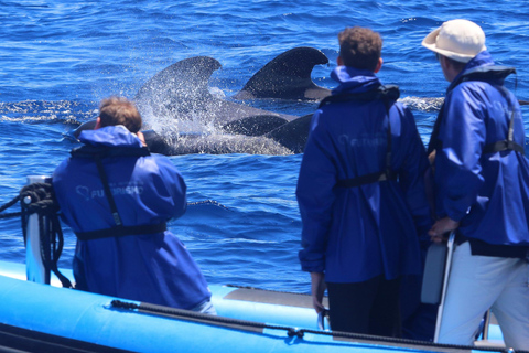Whale and Dolphin Watching with Vila Franca Islet Visit