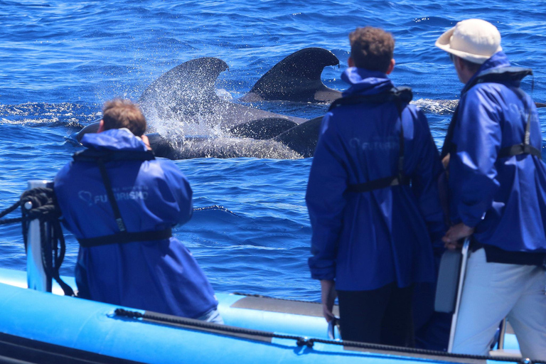 Whale and Dolphin Watching with Vila Franca Islet Visit