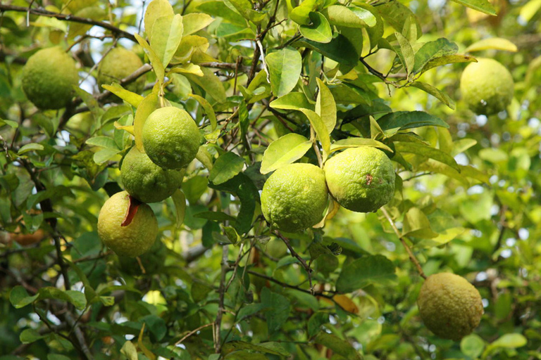 Tropical cocktail tour to the west coast of Zanzibar Tropical cocktail tour to the west coast of Zanzibar, hotel pick-up