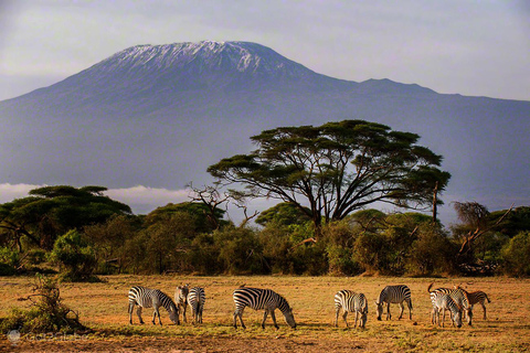 Nocne safari do Parku Narodowego Amboseli